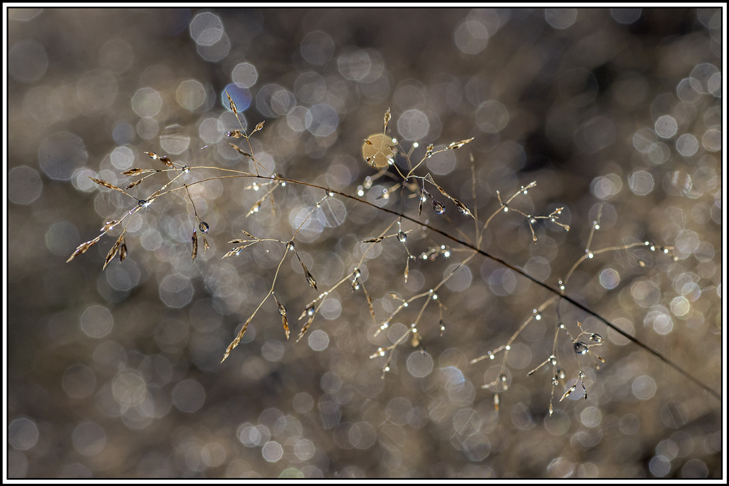 flore(1099).jpg