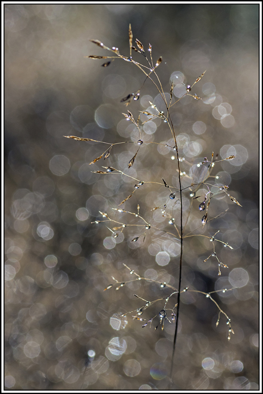 flore(1100).jpg
