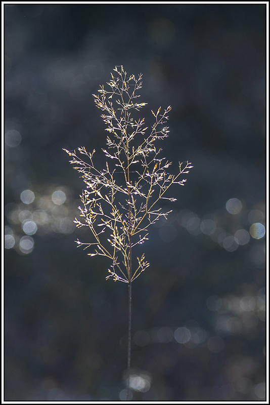 flore(1101).jpg