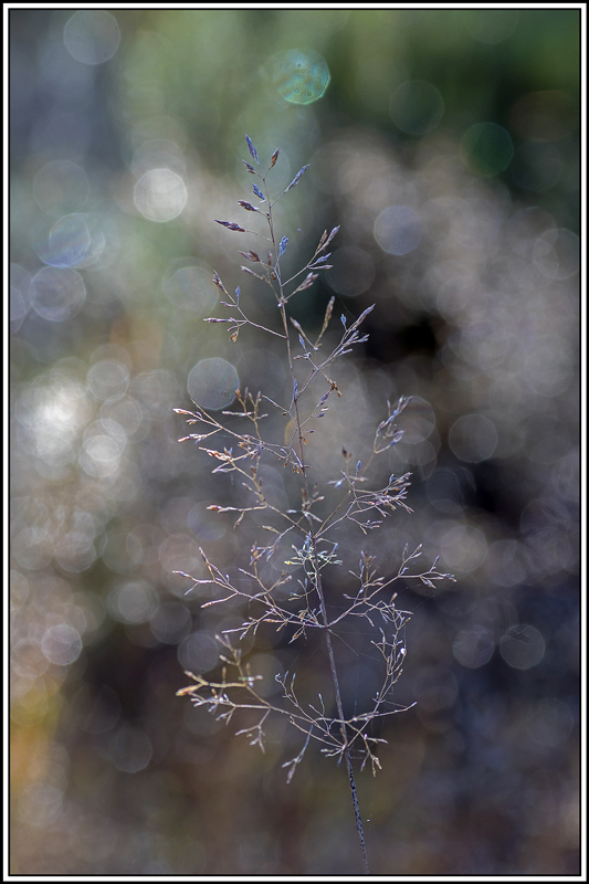 flore(1105).jpg