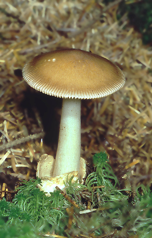 Amanita battarrae ( Amanite à cerne sombre ) J Rivière.jpg