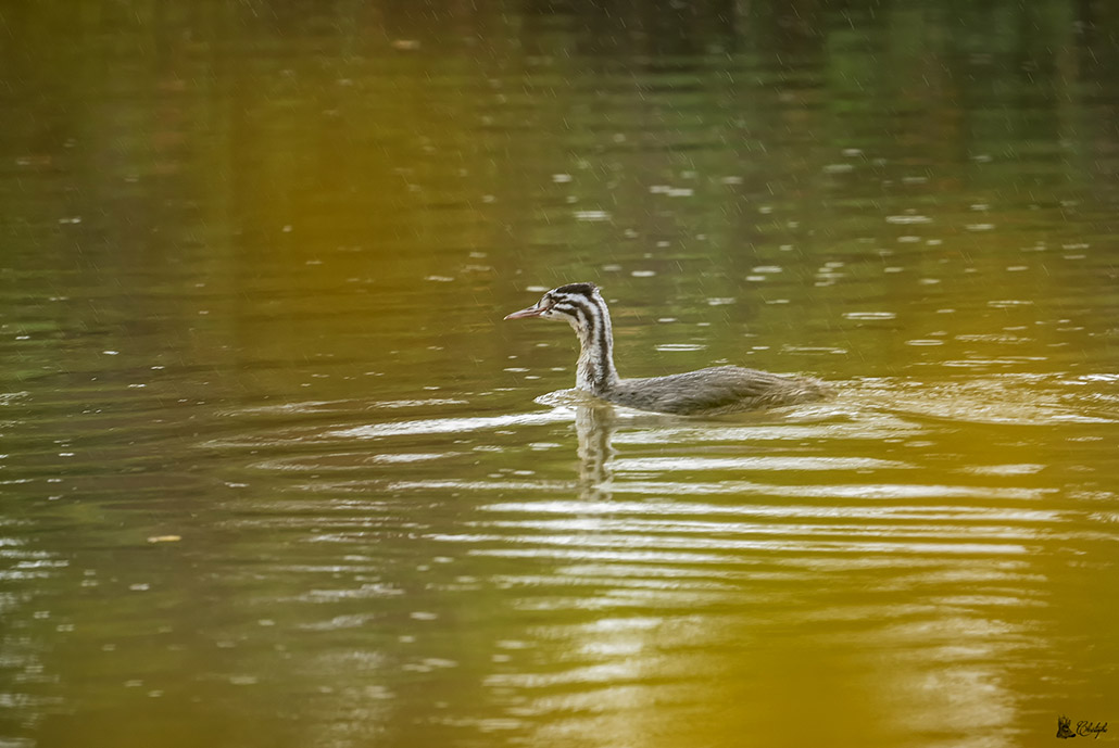 ronquière 02 11 2021 (374).jpg