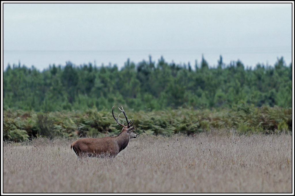 cerf(3683).jpg