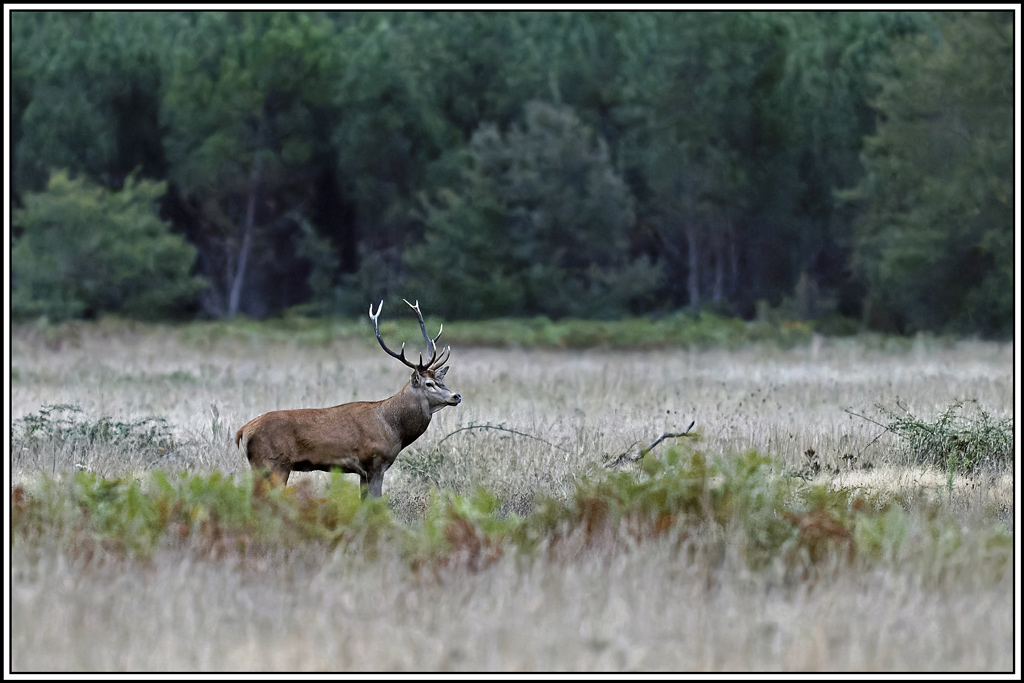 cerf(3689).jpg