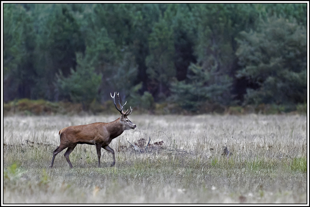 cerf(3691).jpg