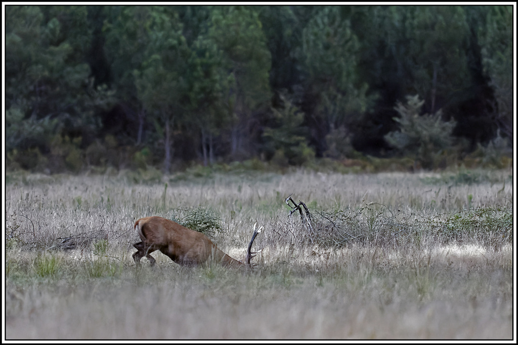 cerf(3698).jpg