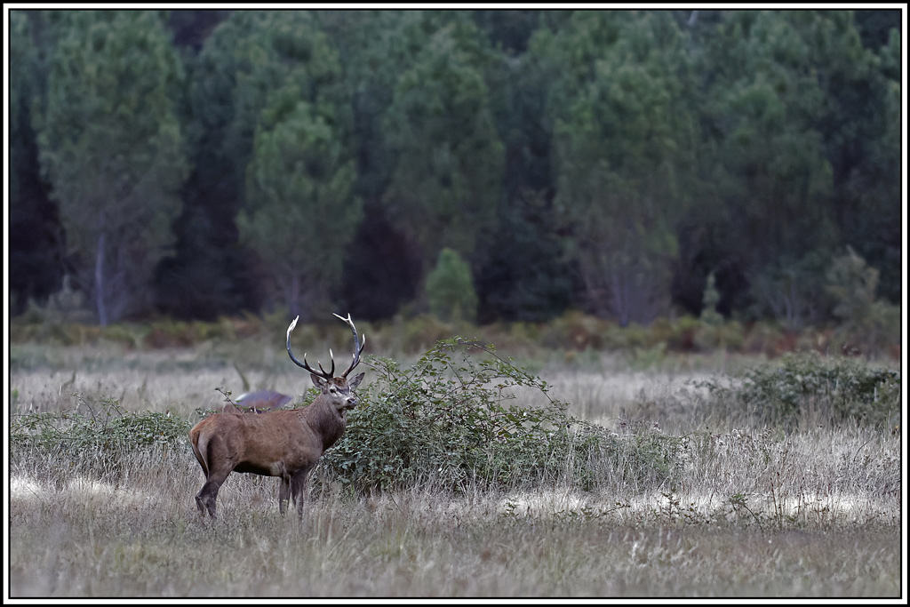 cerf(3704).jpg