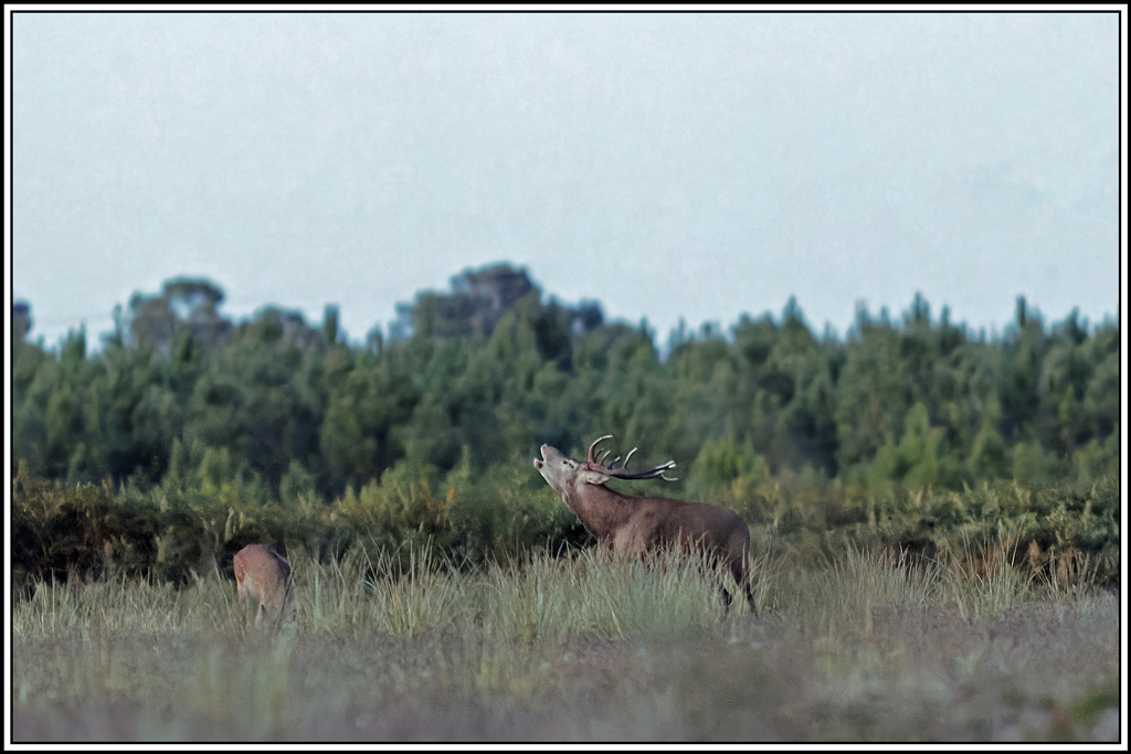cerf(3710).jpg