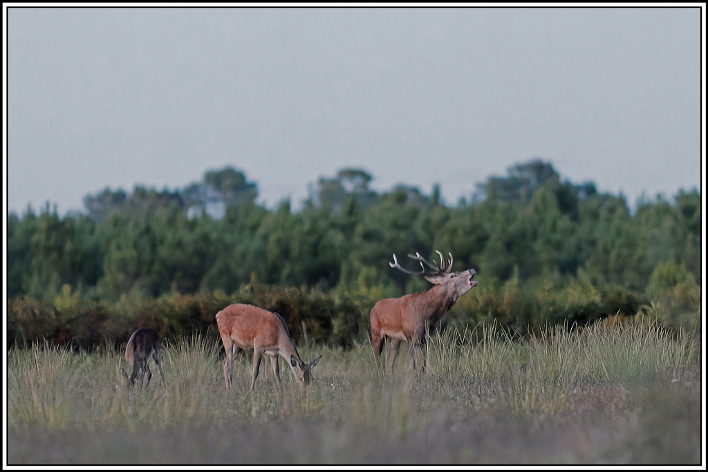 cerf(3712).jpg