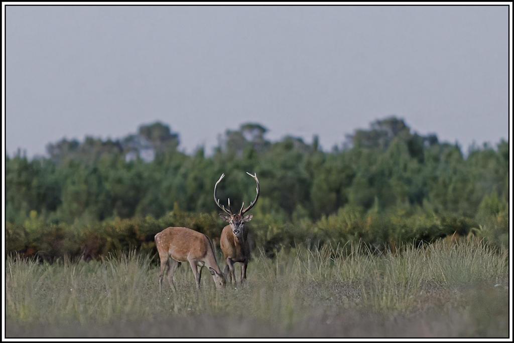 cerf(3714).jpg
