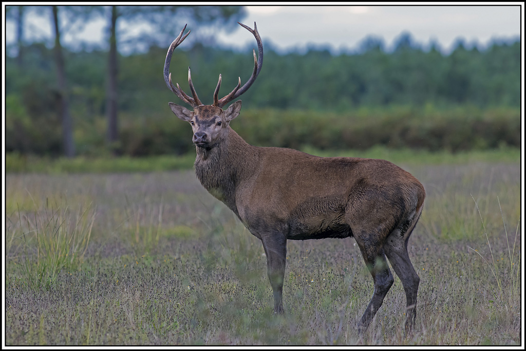cerf(3720).jpg