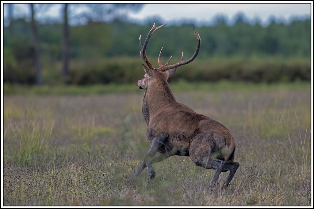 cerf(3722).jpg