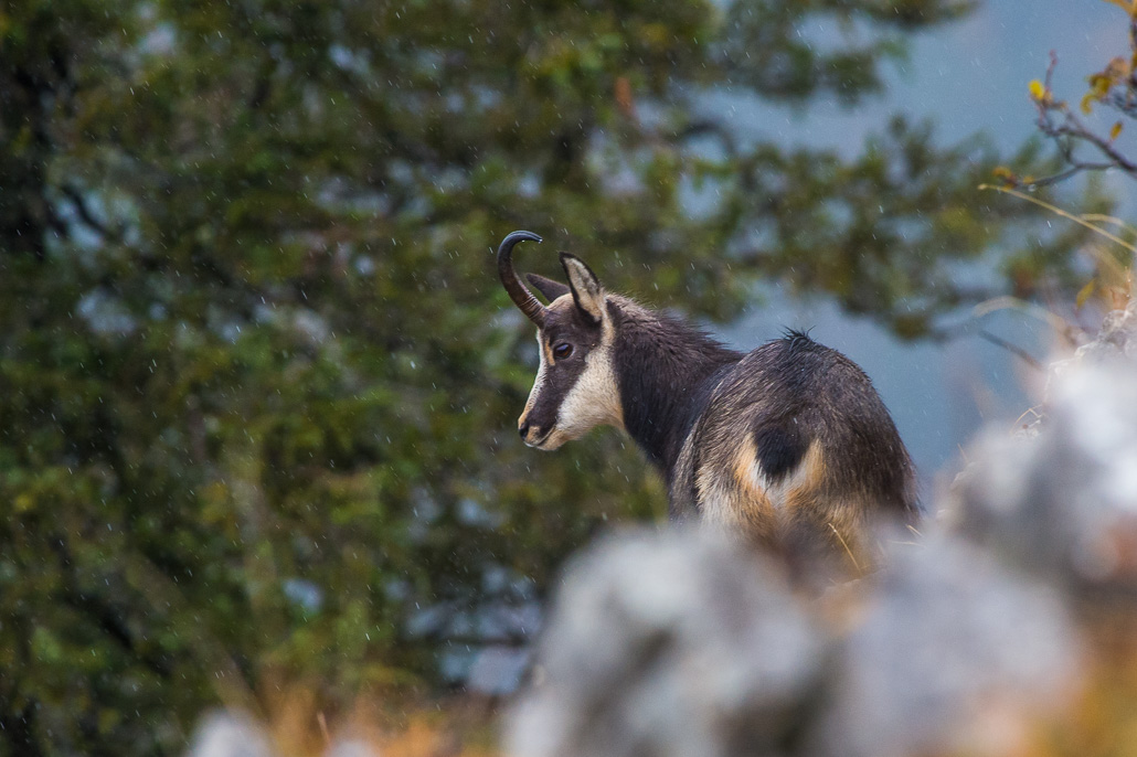 Chamois 2021_155.jpg