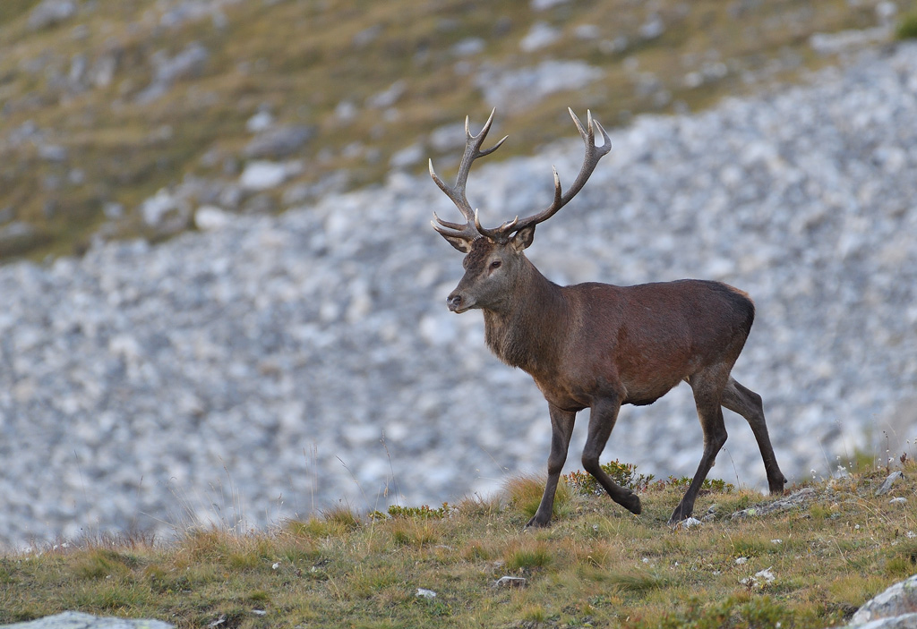 DS5_3555.jpg