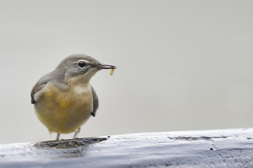 _DSC5173_DxO_2.jpg