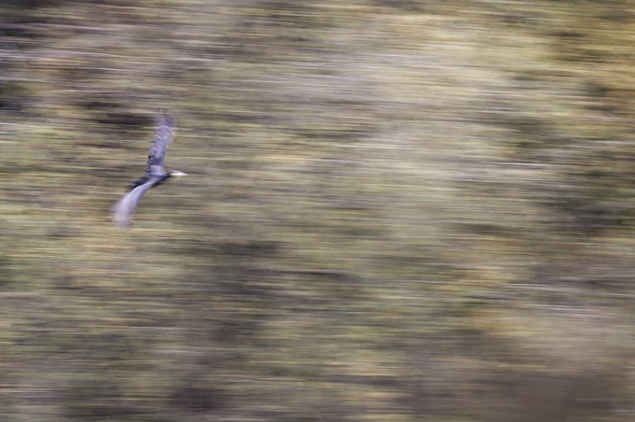 _DSC6703_DxO.jpg