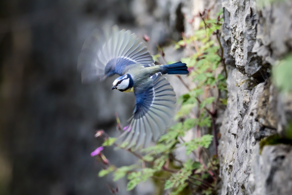 Mésange bleue II.jpg