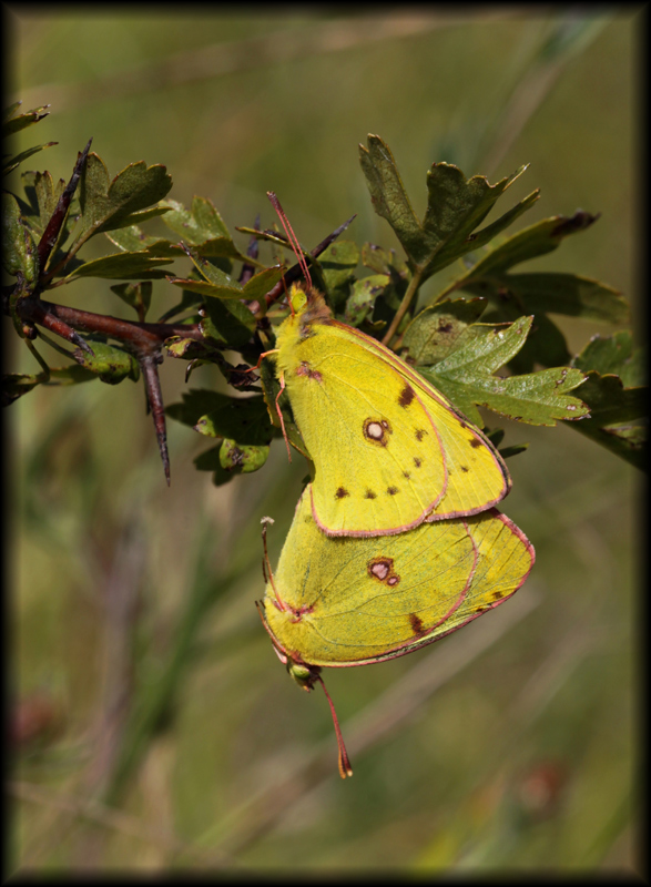 Colias-crocea-Ecuelles77 26.07.09.jpg