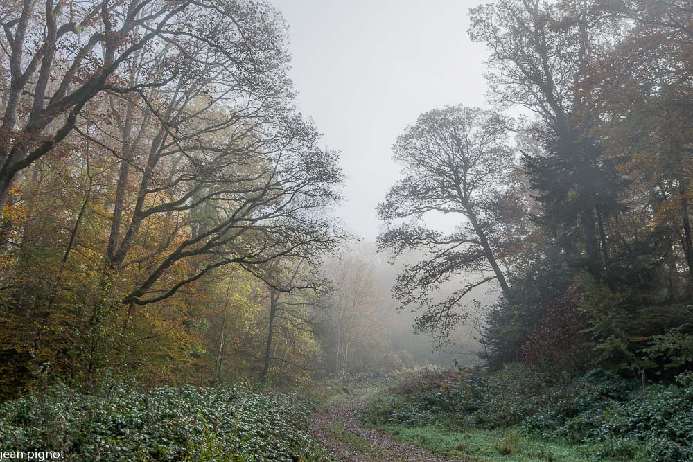 11112021-DSC_9952.JPG