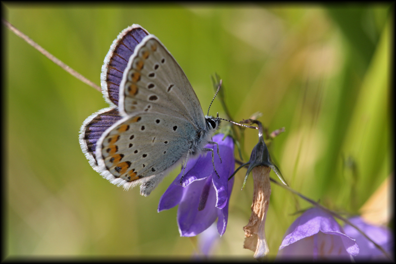 Plebejus-argyrognomon Ecuelles77 26.07.09.jpg