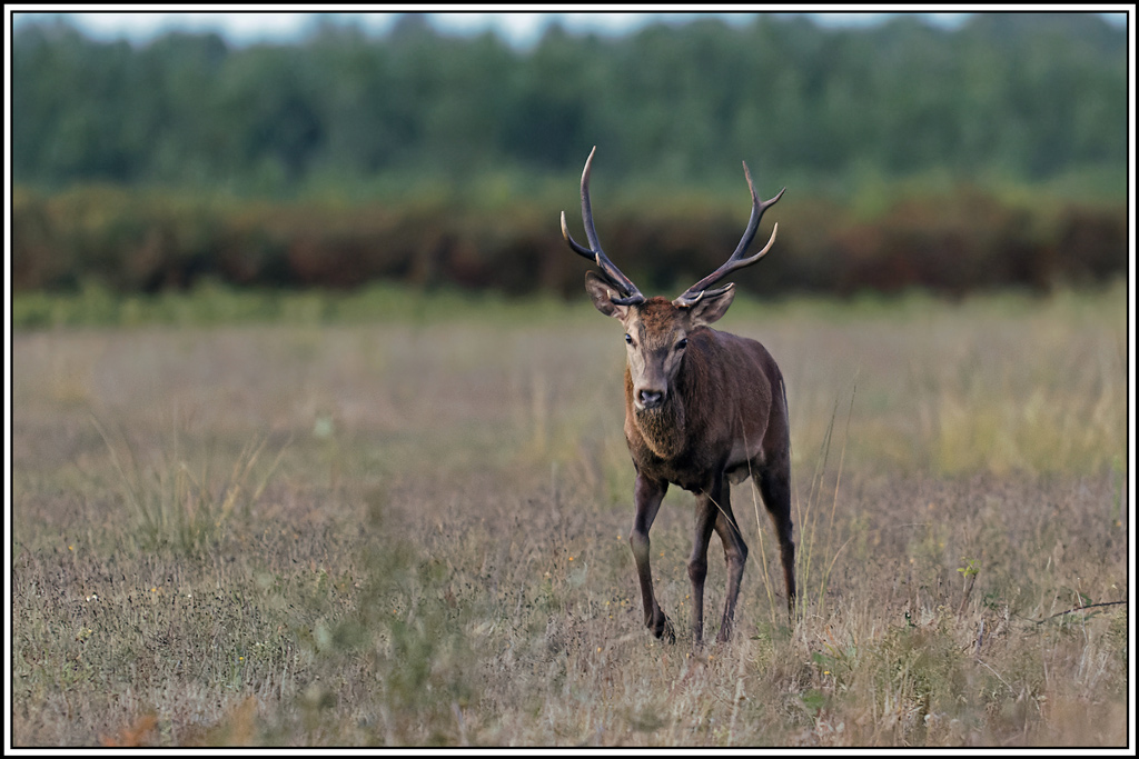 cerf(3797).jpg