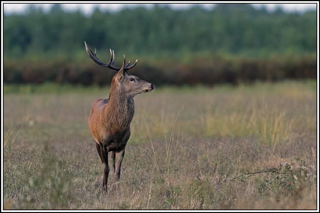 cerf(3809).jpg