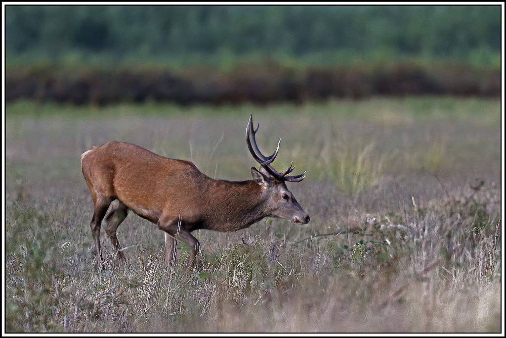 cerf(3811).jpg