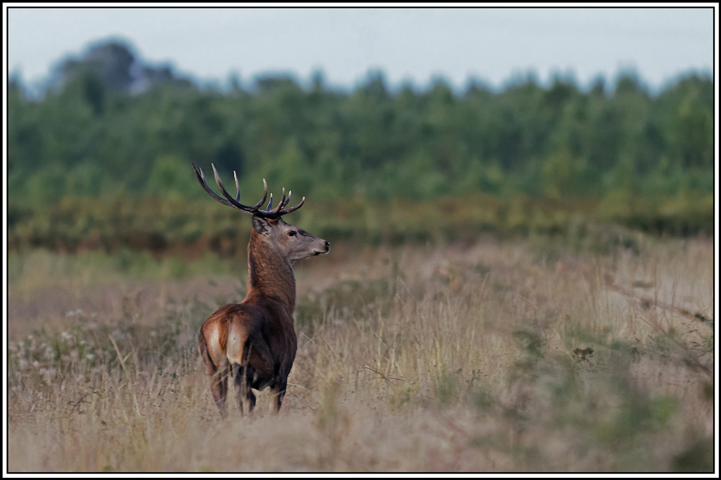 cerf(3812).jpg