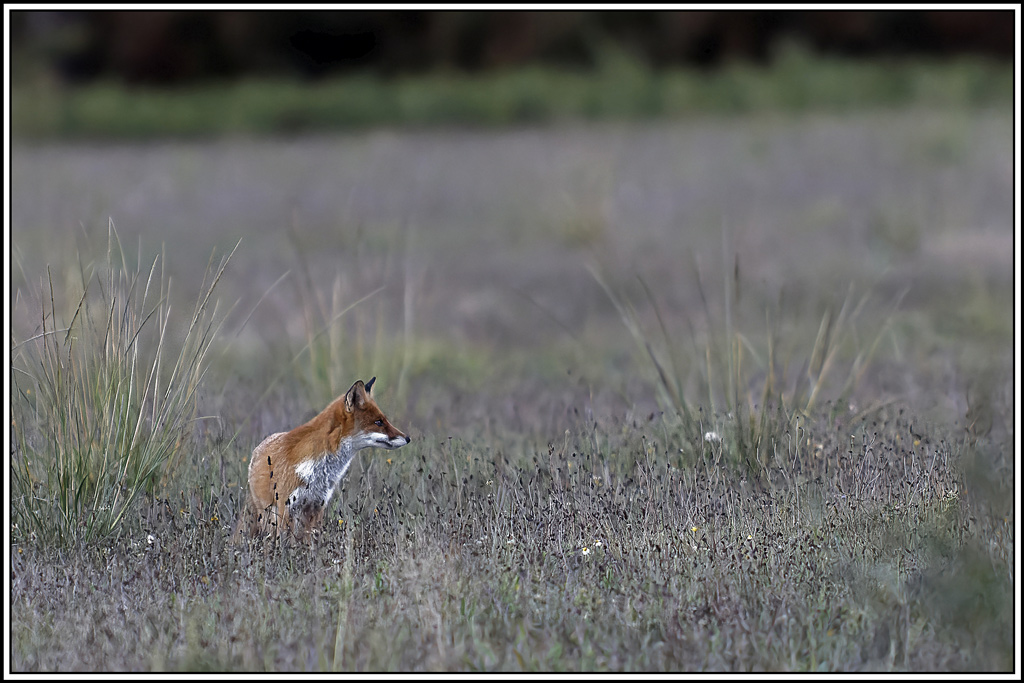 renard(167).jpg