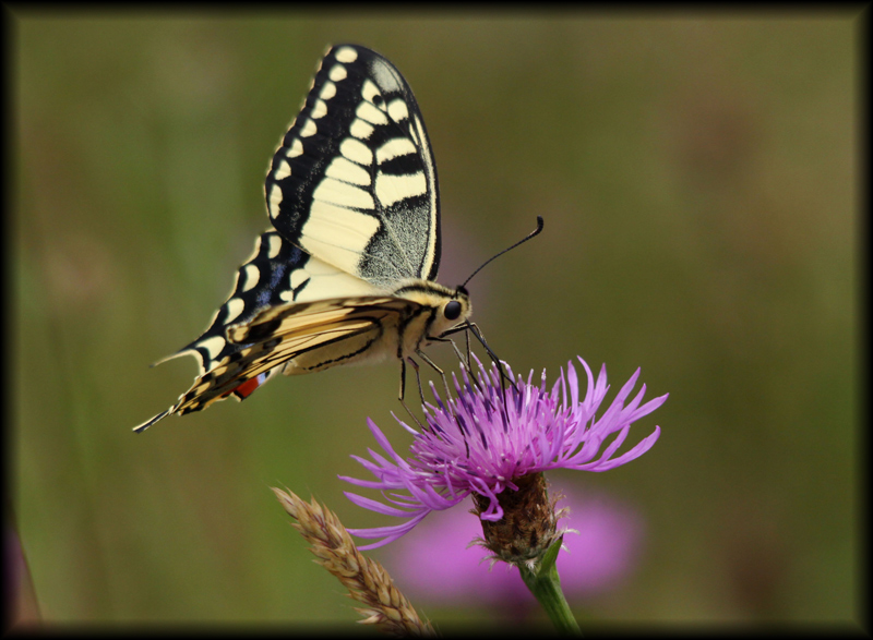 Papilio machaon St Civran 09.07.09.jpg