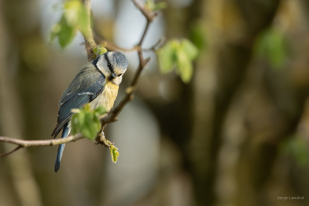 Mésange bleue 3.jpg