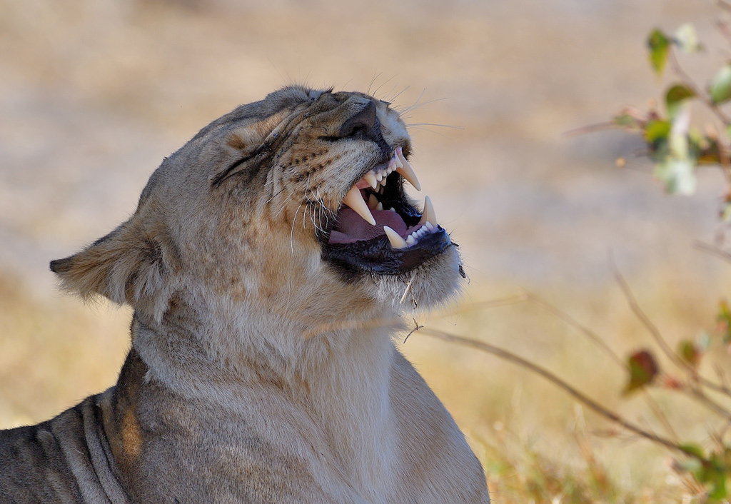 DS5_1068.jpg
