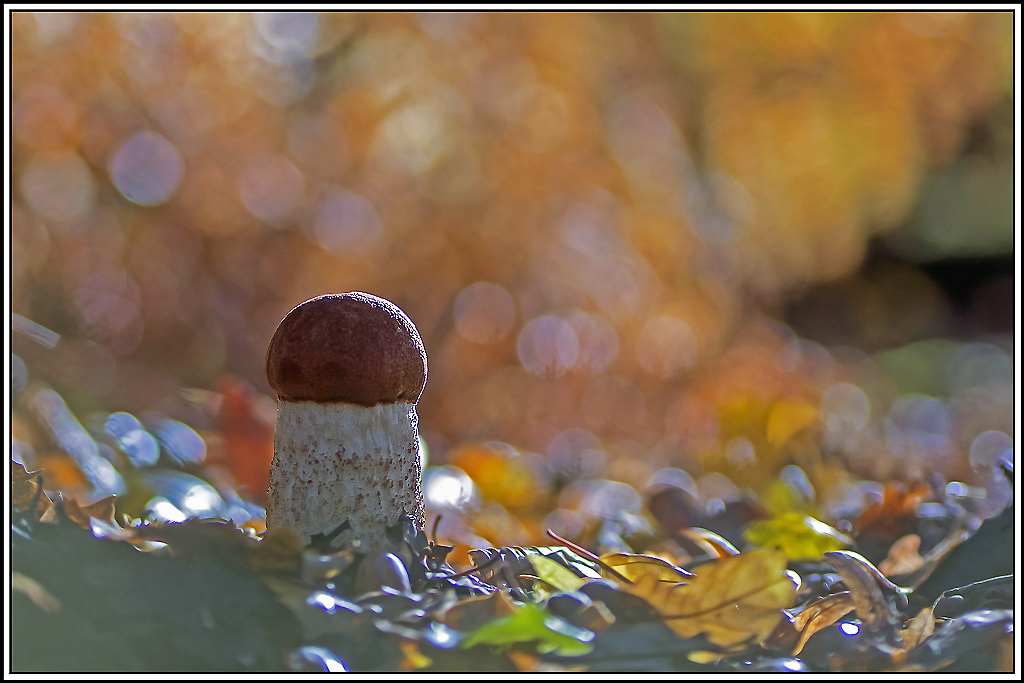 champignon(398).jpg