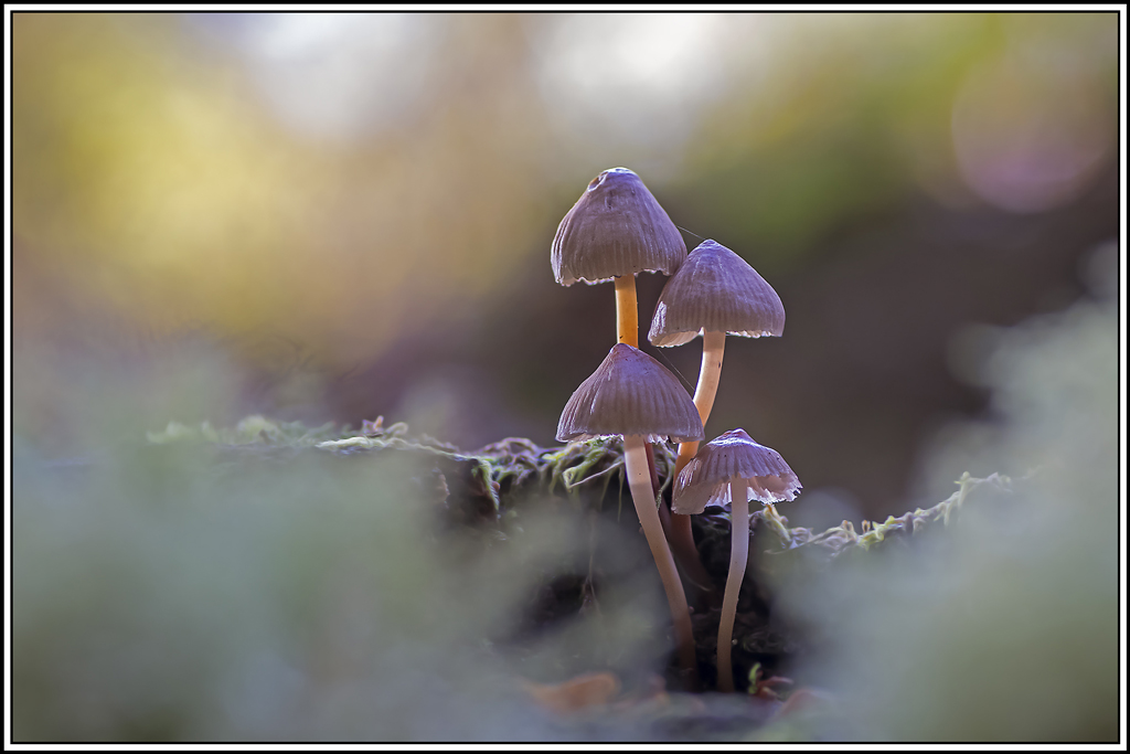 champignon(406_407).jpg