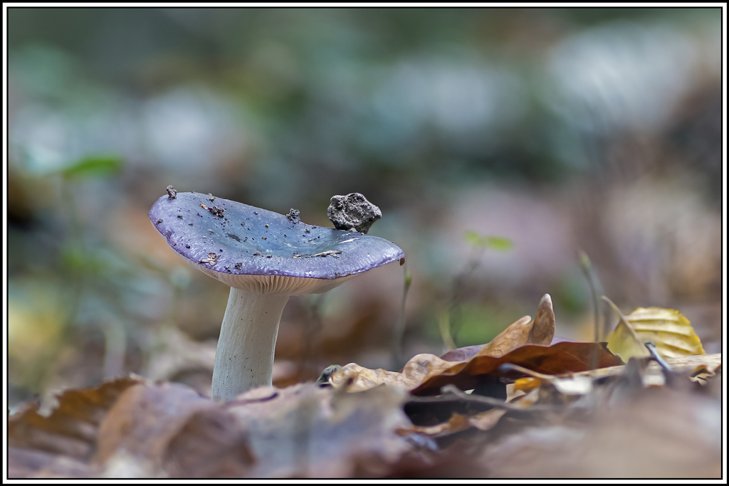 champignon(409_411).jpg