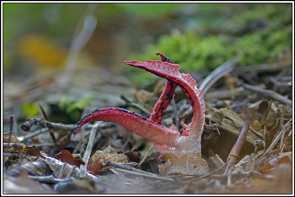 champignon(414_415).jpg