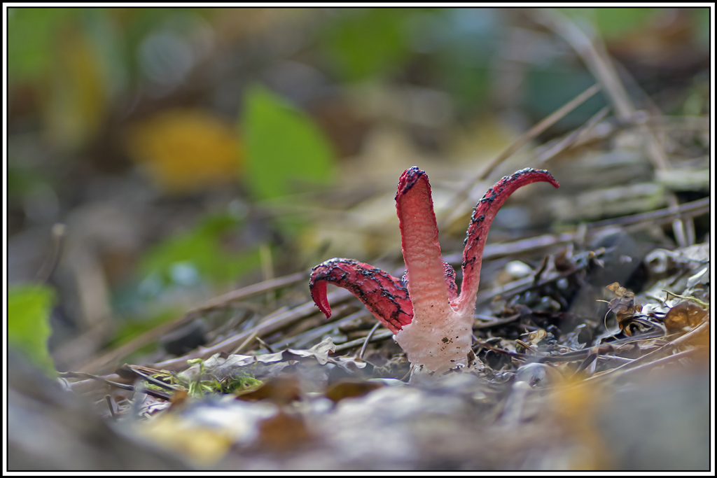 champignon(419_421).jpg