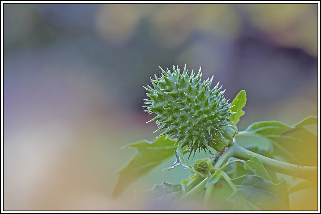 flore(1106_1108).jpg