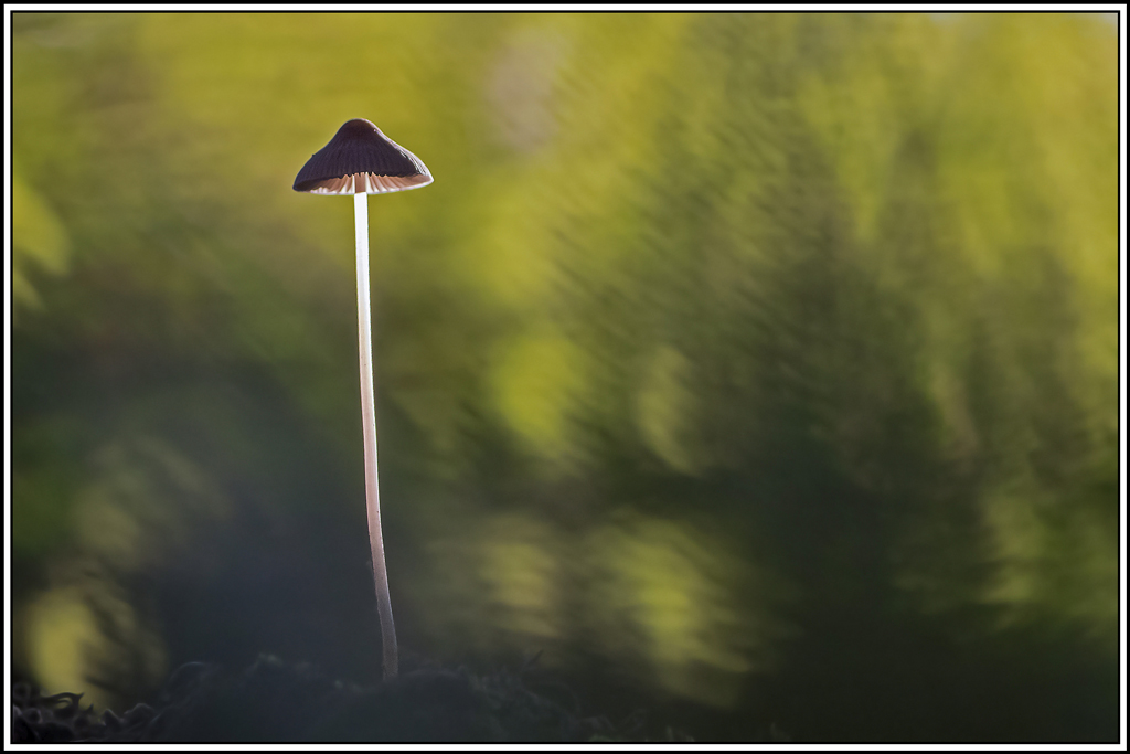 champignon(412).jpg