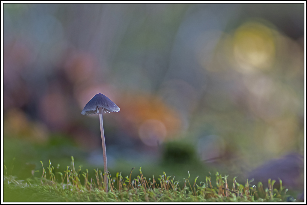 champignon(422).jpg