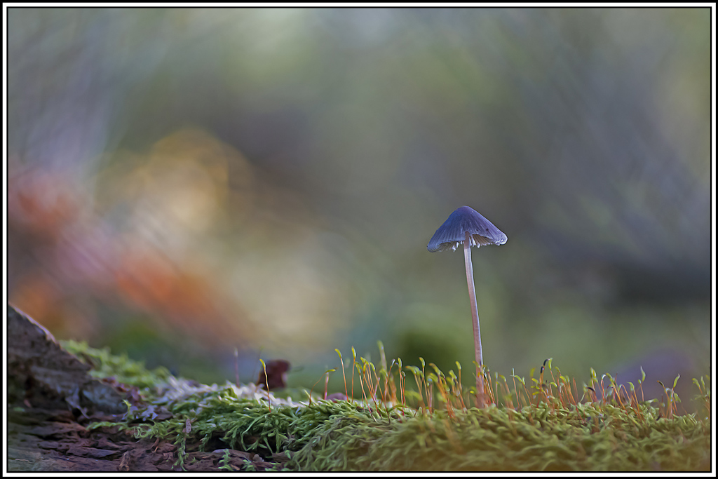 champignon(423_424).jpg
