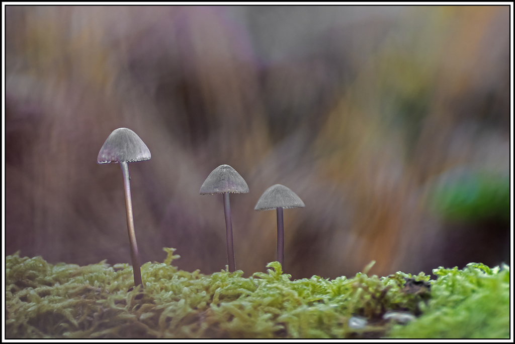 champignon(426_429).jpg