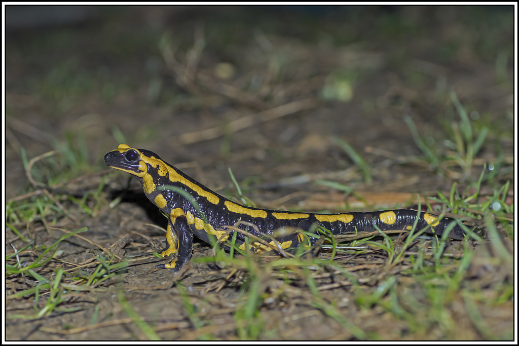 salamandre(15).jpg