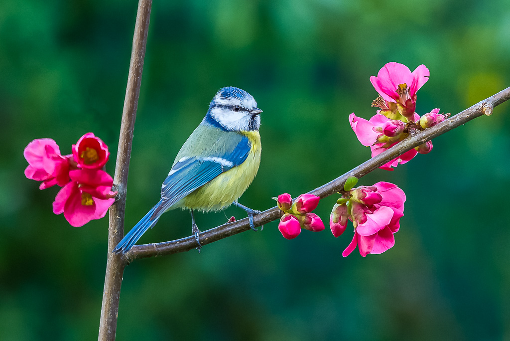 Mésange_bleue_et cognassier.jpg