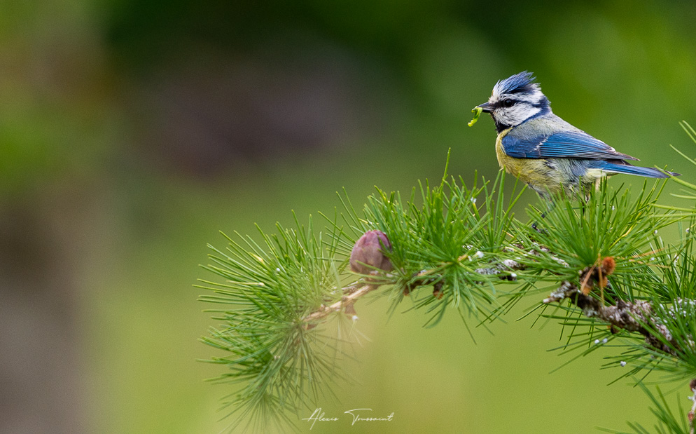 Mésange bleue I&N.jpg