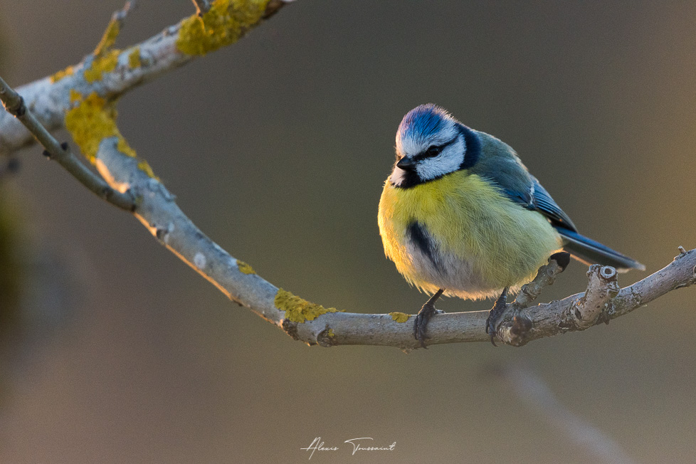 Mésange bleue I&N.jpg