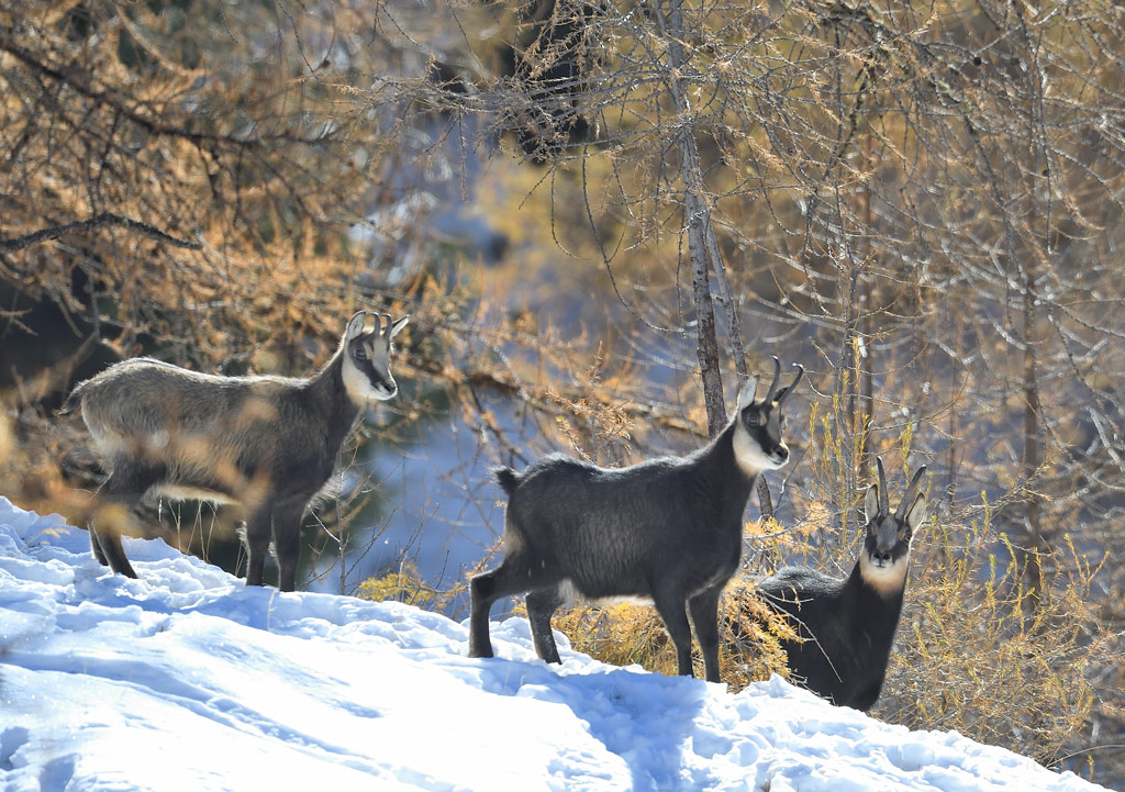 DS5_4648.jpg