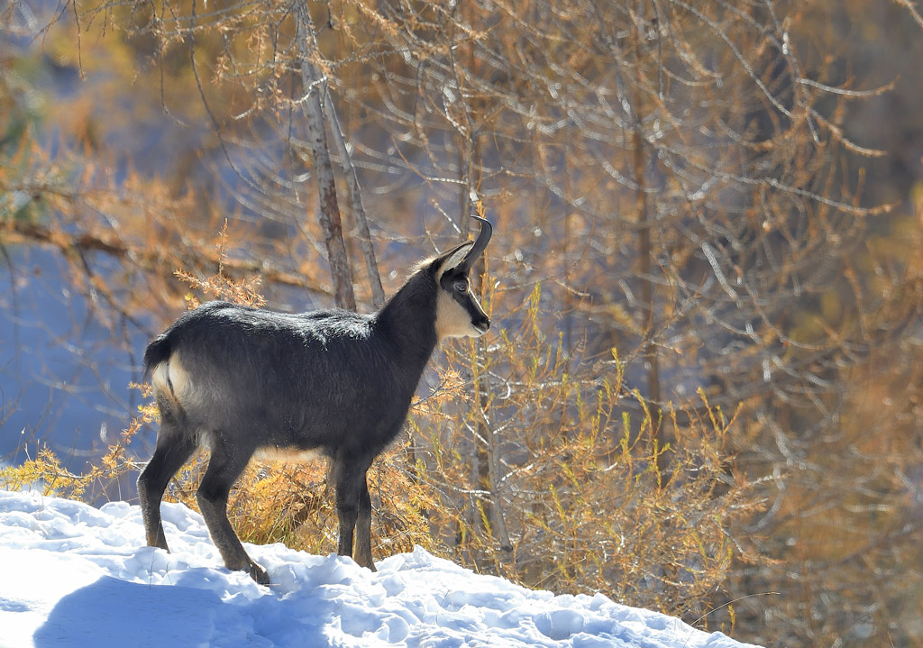 DS5_4690.jpg