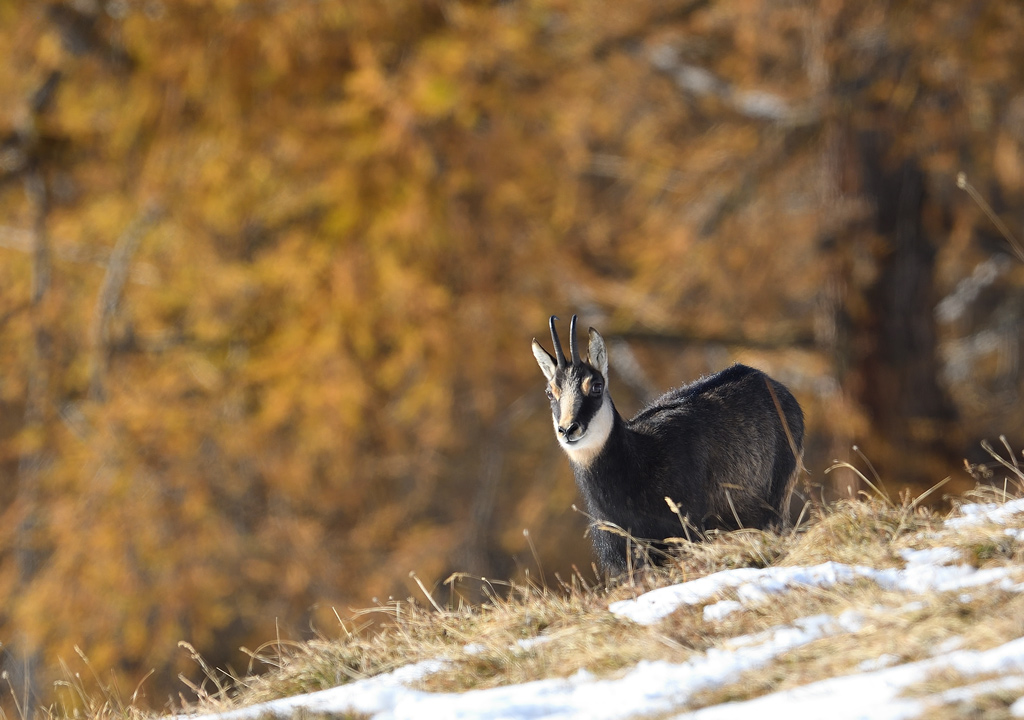 DS5_4725.jpg