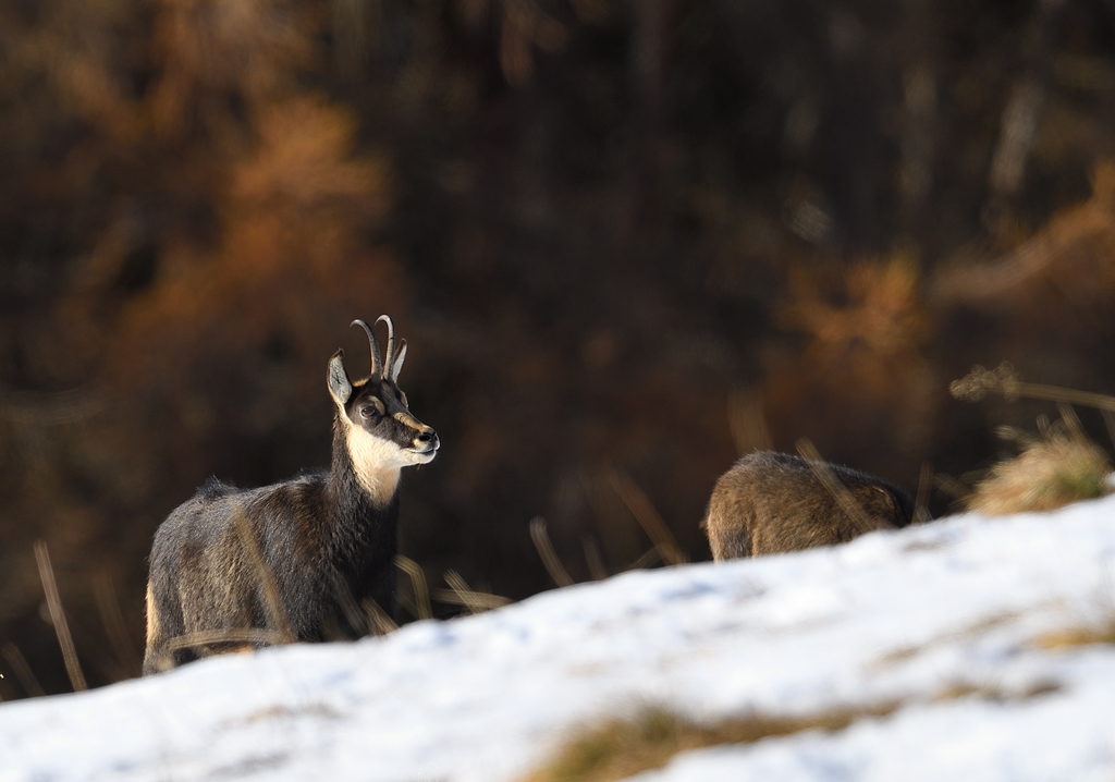 DS5_4743.jpg